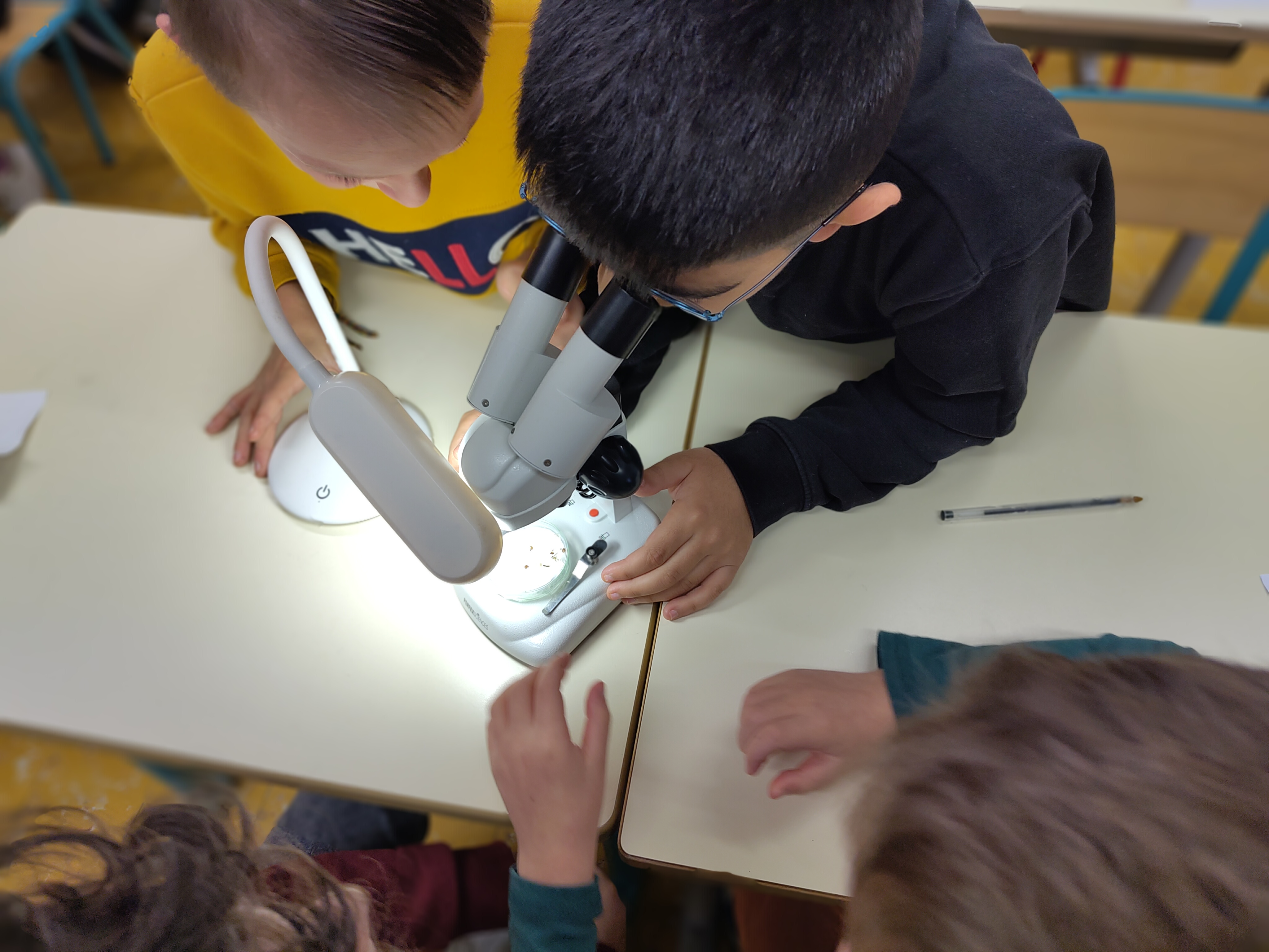 Enfants observant au microscope